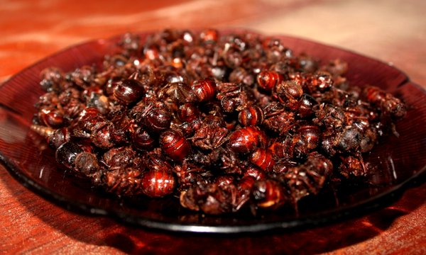 hormigas culonas comida tipica de Santander