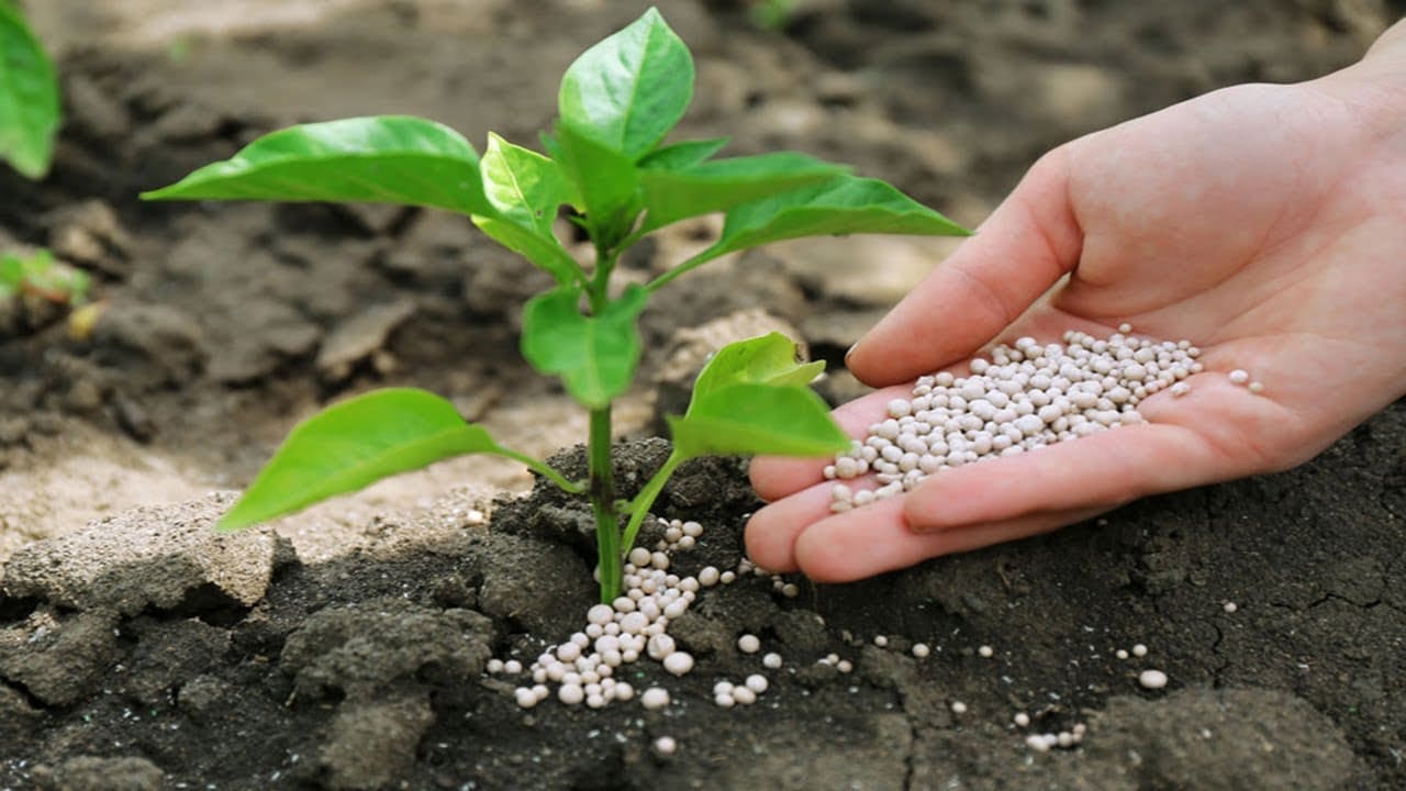 Fertilizantes para plantas