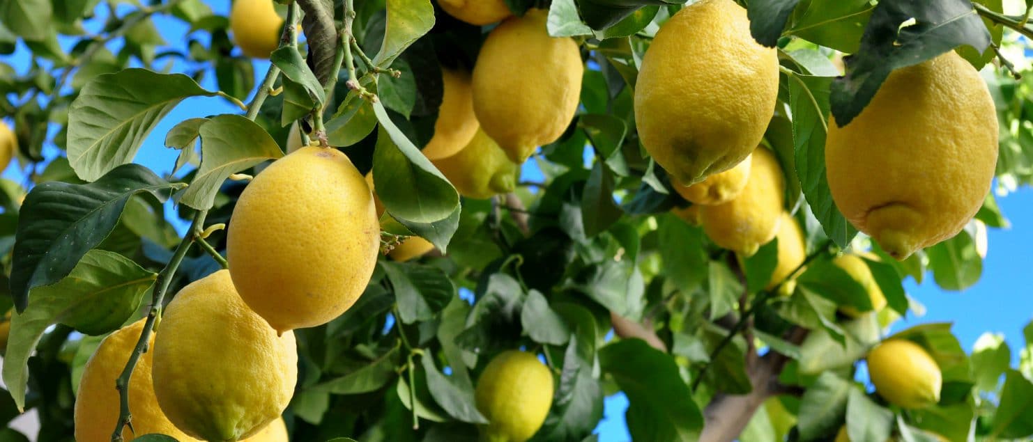 como sembrar limón