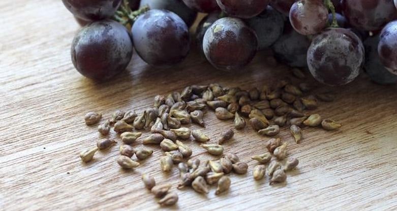 como sembrar uvas