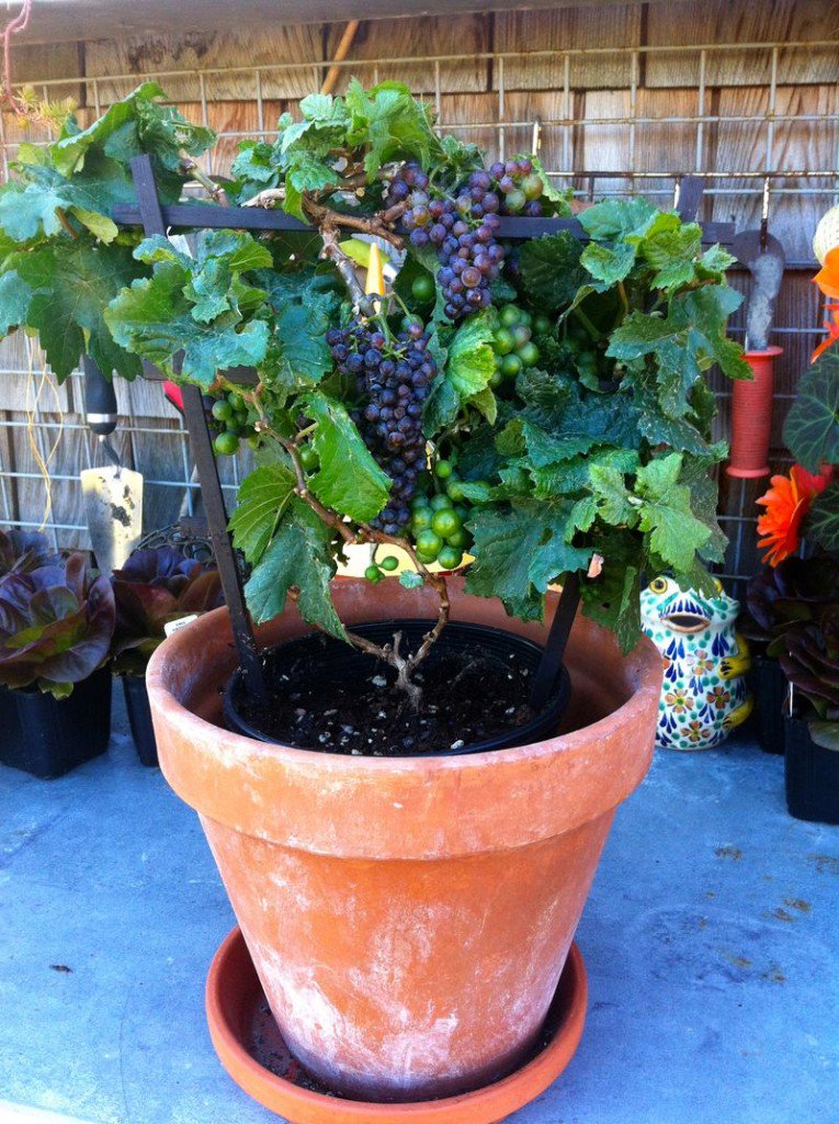 como sembrar uvas