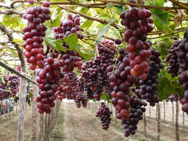 como sembrar uvas