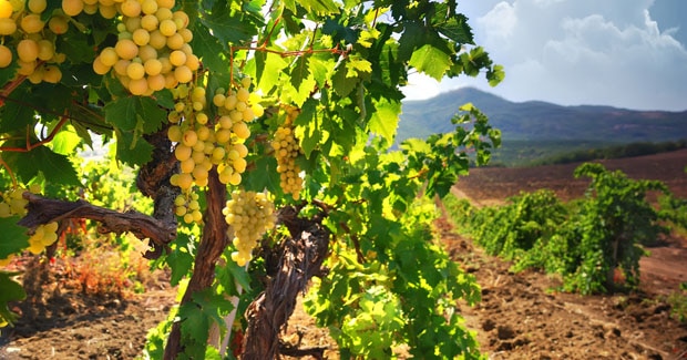 como sembrar uvas
