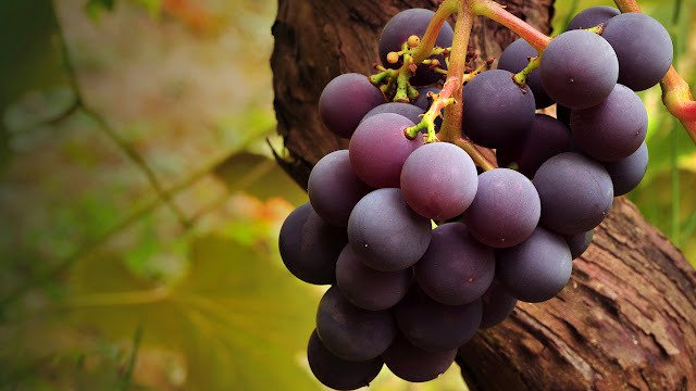 como sembrar uvas