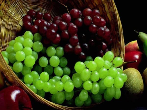 como sembrar uvas