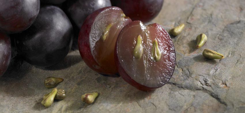 como sembrar uvas