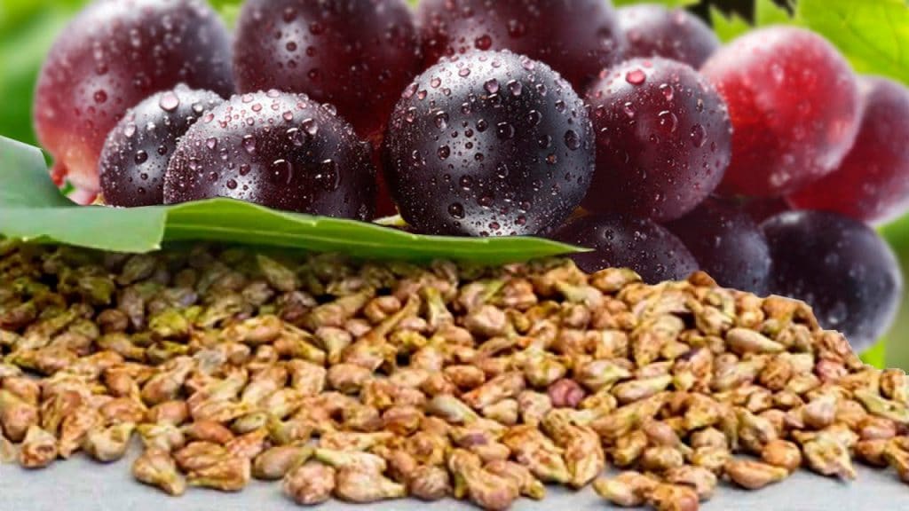 como sembrar uvas