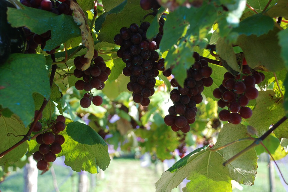 como sembrar uvas