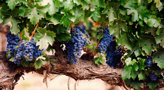 como sembrar uvas
