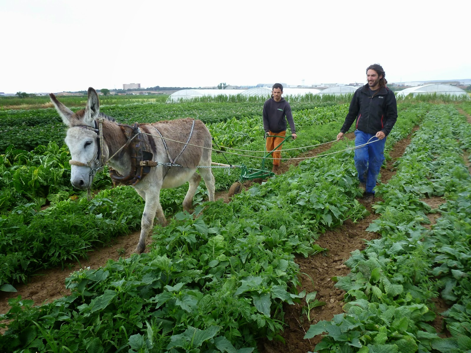 Explique O Que é Agricultura Itinerante - BRAINCP