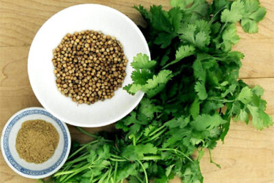 Como sembrar cilantro