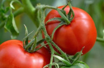 Como sembrar tomate