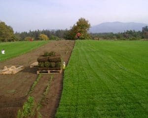 Descubra sobre Como Sembrar Pasto Rápidamente