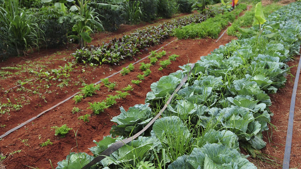 Agricultura Española: lo que aún no sabes sobre las actividades agrícolas Agricultura España-5