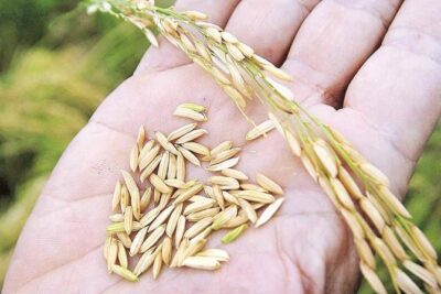 Como Sembrar Arroz