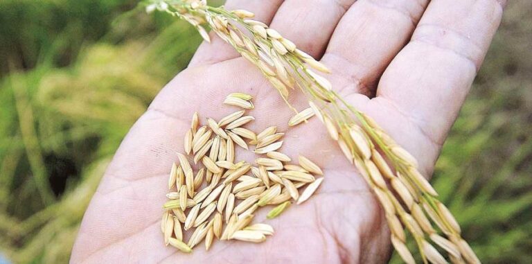 ¿Sabe Como Sembrar Arroz? Descubralo aquí