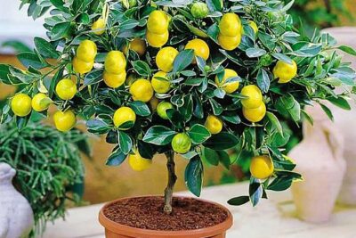 Como Sembrar Un Limonero