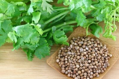 Semillas de cilantro