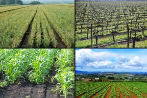 agricultura tradicional