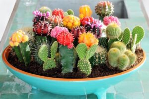 como sembrar cactus
