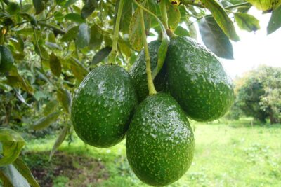 como sembrar palta