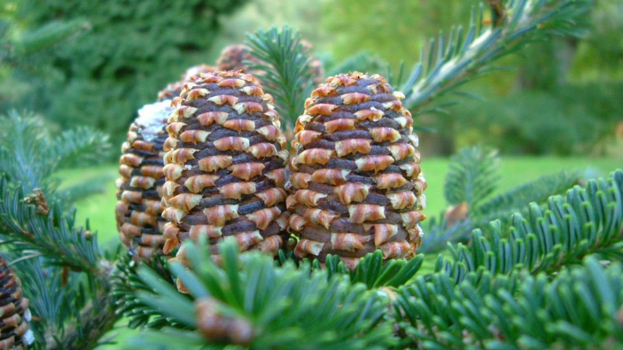 Cuanto Tarda En Germinar Una Piña Semillas de Pino: Lo que aún no sabes sobre ellas