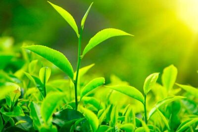 partes de una planta