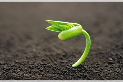 plantas con semillas
