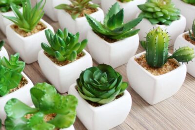 Propagación de Plantas