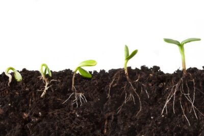 Tipos de Germinacion