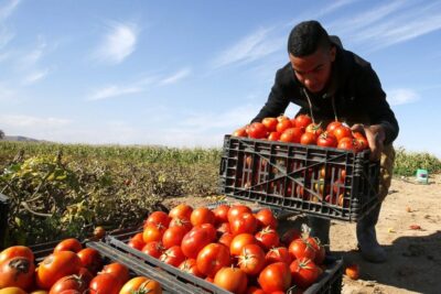 agricultura en ecuador