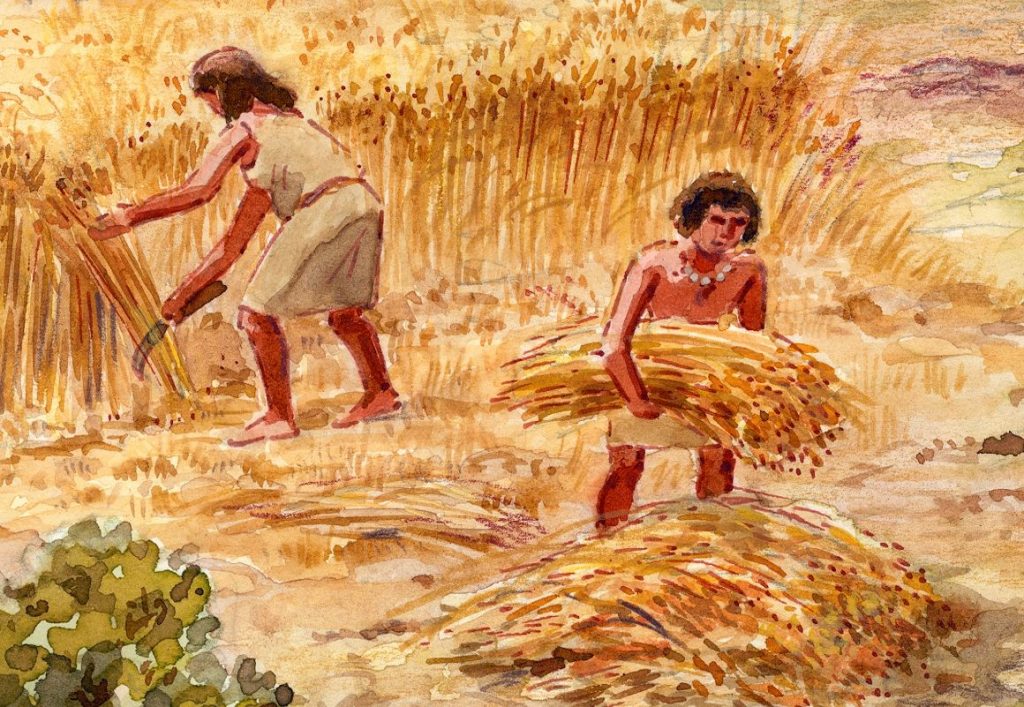 ¿Sabe para qué sirve la Agricultura en Venezuela? Descúbralo aquí