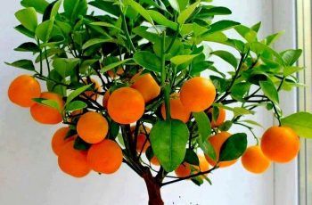 árbol de naranja