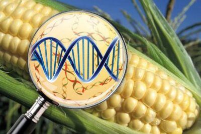 cultivos transgénicos