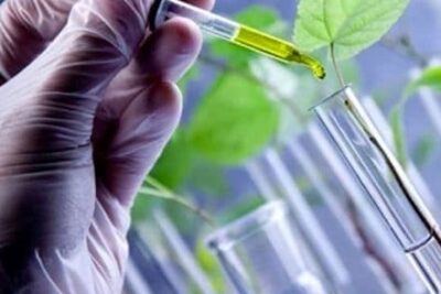 Plantas Transgénicas