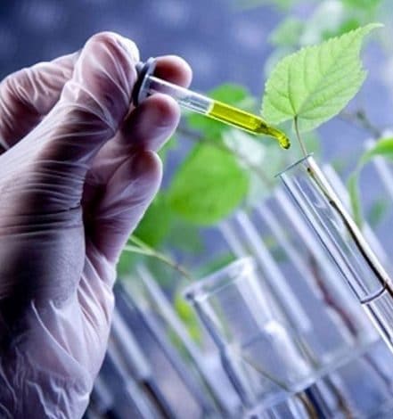 Plantas Transgénicas: Aprende todo sobre ellas y más Plantas Transgénicas